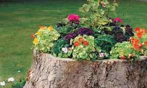 How To Create A Tree Stump Planter Tree Stump Planter Plants Front Yard Landscaping Design