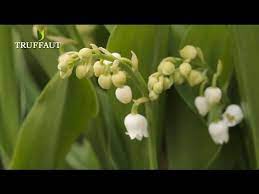 Le muguet est le symbole de la victoire du printemps sur l'hiver. Le Muguet Comment Planter Ou Replanter Du Muguet Truffaut Youtube