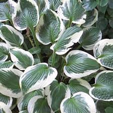 Image result for Hosta fortunei albomarginata