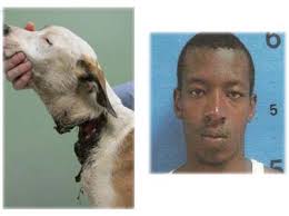 3841 animal crush video prohibition act of 2010 (is) h.r. Types Of Animal Cruelty Aid Animals
