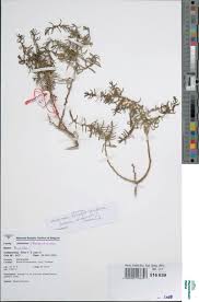 Image result for Suaeda sp. B