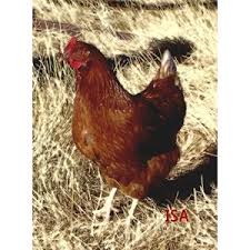 We did not find results for: Jual Ayam Ternak Ayam Petelur Toko Sekar Muda Satwa 2 Palu Sulawesi Tengah Indotrading