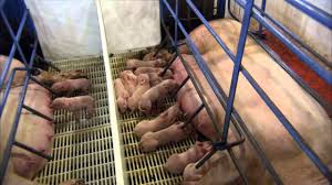 The Birthing Process Of A Piglet Youtube