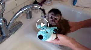 A monkey with a baby is eating icing sugar. Baby Monkey Takes A Bath Underneath A Kitchen Faucet