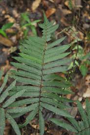 Image result for Thelypteridaceae