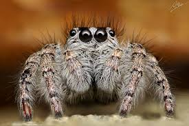Last post 30 apr 07, 02:28: Goldaugen Springspinne Weibchen Philaeus Chrysops Foto Bild Tiere Wildlife Spinnen Bilder Auf Fotocommunity