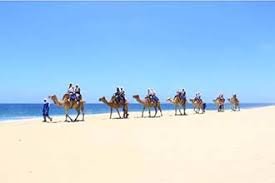 Ranch and camel safari from los cabos. Camel Riding Safari Beach And Desert Los Cabos Price 85 Usd