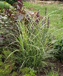 Image result for Miscanthus violaceus