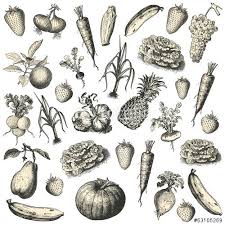 Fruits Legumes Fichier Vectoriel Libre De Droits Sur La Banque D Images Fotolia Com Image 63105269 Banque Image Fichier Vectoriel Illustration