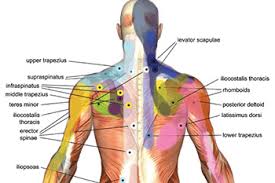 Image result for Trigger Point Location