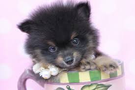 40 Very Cute Pomeranian Puppy Pictures And Photos