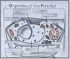 It is outside of the cell membrane and adds more support/structure to the plant. Plant Cell Organelles Diagram Quizlet