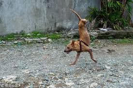 A Tenacious Dog Born Without Back Legs Who Was Left For Dead Learns How To Run On Her Front Paws Dogs Little Dog Names Pet Training