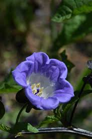 Image result for Nicandra physalodes