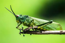 All american pet proteins, llc. This Pet Food Uses Edible Insects To Cut Carbon World Economic Forum