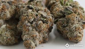 Cookie monster automatic is a mixture of og kush, durban poison, and ruderalis. Platinum Cookies Marijuana Strain Review