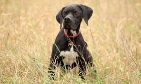 Pointer nero maschio di 2 anni,... - Allevamento Canicaccia ...