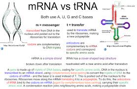 On the worksheet, make the mrna codons into trna codons (review transcription to protein synthesis details: 7 3 7 4 Transcription Translation I Biology