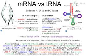 The following diagram shows how different codons code for different amino acids. 7 3 7 4 Transcription Translation I Biology