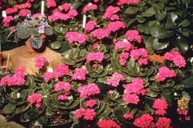 Can Kalanchoe Plants Be Planted Outdoors Kalanchoe Blossfeldiana Plants Flowering Succulents