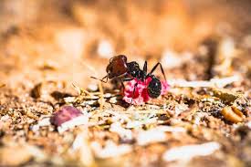Ant control and treatment arizona. How To Get Rid Of Carpenter Ants How I Get Rid Of