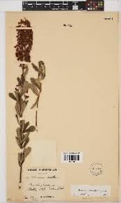 Image result for Eriosema shirense