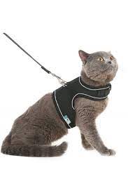 bypet yeni nesil nefes alabilen kedi gogus tasmasi seti fiyati yorumlari trendyol