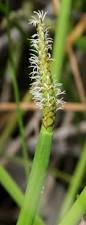 Image result for Eleocharis retroflexa