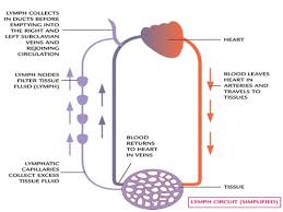 the lymphatic system diagrams function and role immune