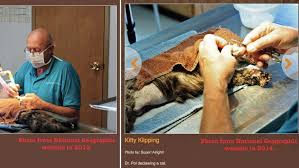 Petition · Dr Pol & his vets declaw cats. Nat Geo Wild & DisneyPlus, don't  condone cat cruelty!