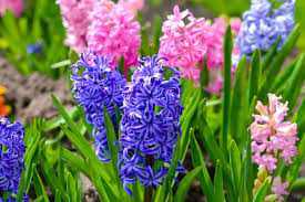 Image result for Hyacinthaceae