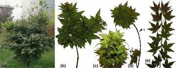 Acer 'carlis corner broom', very compact growing with red foliage, is a well known member of this group. Phytoplasma Infected Japanese Maple Exhibiting Witches Broom Symptoms Download Scientific Diagram