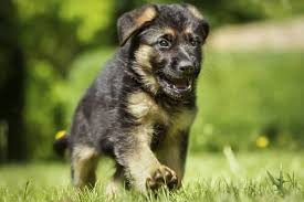 He is full of the joys of life. Do German Shepherd Puppies Change Color What You Need To Know Anything German Shepherd