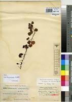 Image result for Ardisiandra sibthorpioides