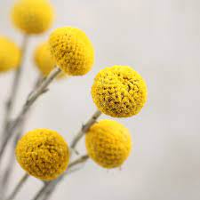 Maybe you would like to learn more about one of these? Billy Button Dried Flowers 20pcs Florence Interiors