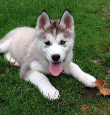Alaskan Malamute Mixed With Husky Novocom Top