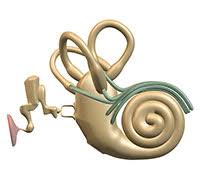 Tinnitus cannot be cured, but it can be managed with some lifestyle changes. Ø·Ù†ÙŠÙ† Ø§Ù„Ø£Ø°Ù† Ø§Ø³Ø¨Ø§Ø¨ Ø§Ø¹Ø±Ø§Ø¶ Ùˆ Ø¹Ù„Ø§Ø¬ Ù…Ø±Ø¶ Ø·Ù†ÙŠÙ† Ø§Ù„Ø£Ø°Ù†