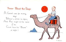 The camel gets hotter and hotter during the day. Camel Postcards Old Vintage Antique Camel Post Cards