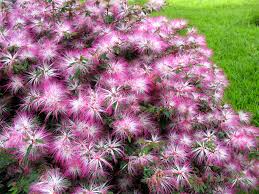 Image result for Calliandra brevipes