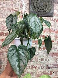 Check spelling or type a new query. Pin On Pokojovky Indoor Plants