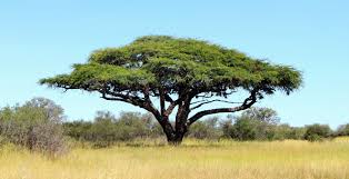 Im volksmund wird die nordamerikanische robinie (robinia pseudoacacia) oft als akazie bezeichnet, die mit ihren gefiederten blättern, dornen und der charakteristisch verflochtenen rindenstruktur. Akazienholz Pflegen Kreutz Landhaus Magazin
