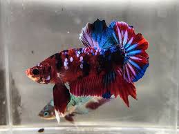 Live Betta Fish Hmpk Red Koi Galaxy Imported Betta Fish Ideas Of Betta Fish Bettafish Live Betta Fish Hmpk Red Koi Galaxy Betta Betta Fish Koi Betta