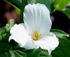 This not a purist list, but those plants which are generally native to the usa, and growing in ohio. Medicinal Plants And Native American Herbal Medicine In Ohio Medicinal Plants Plants Herbal Medicine