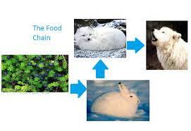 Lisieux Minor Seminary Athirampuzha Tundra Food Chain Pictures Showing 1 1 Of 1