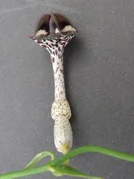 Image result for Ceropegia nilotica