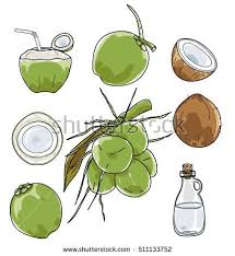 Vector Coconut Hand Drawn Vector Set Vegetable Illustration Drawing How To Draw Hands Vegetable Illustration Drawings