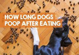 How Long After Eating Does A Dog Poop It S Not That Simple