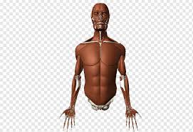 Your body organs range from your brain, heart, liver, skin, lungs, kidneys, intestines, stomach, bladder, etc. Torso Anatomy Diagram Human Anatomy Body Human Anatomy For Muscle