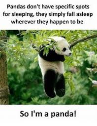 22 Funny Panda Pictures 22 Funny Panda Pictures Funny Panda Pictures Panda Funny Funny Babies