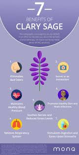 Clary Sage Benefits In 2020 Clary Sage Oil Sage Oil Clary Sage